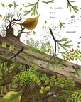When a Tree Falls Book – Nurse Logs & the Power of Forest Ecosystems | Kids Nature Book