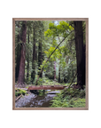 California Redwoods Photography Print – Wooden Bridge Forest Wall Art, Nature Landscape Décor, Serene Redwood Grove Artwork