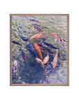 Colorful Koi Fish Pond Photography Print – Japanese Garden Wall Art, Tranquil Water Decor, Zen Nature Photography for Home or Office