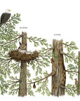 When a Tree Falls Book – Nurse Logs & the Power of Forest Ecosystems | Kids Nature Book