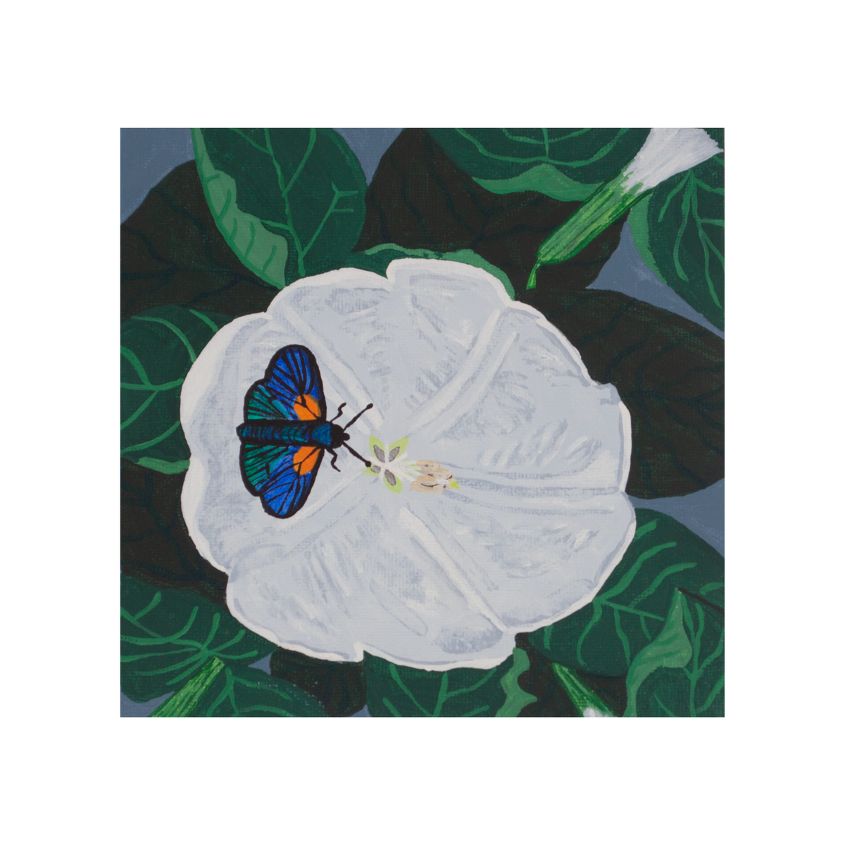 Butterfly on Moonflower Art Print – 5x5 Botanical Wall Art
